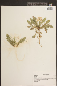 Oenothera triloba image