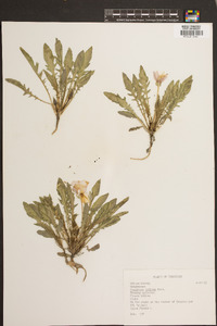 Oenothera triloba image