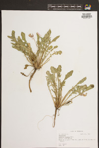 Oenothera triloba image