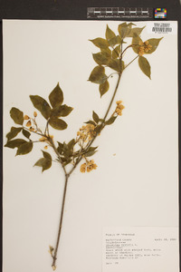 Staphylea trifolia image