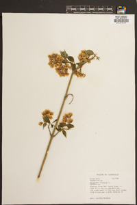 Staphylea trifolia image