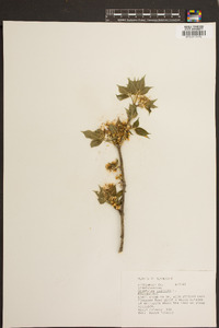 Staphylea trifolia image