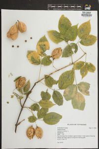 Staphylea trifolia image