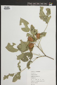 Staphylea trifolia image