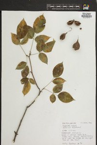 Staphylea trifolia image