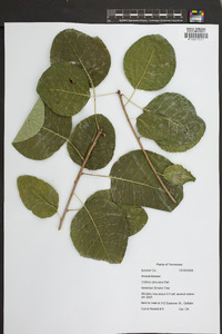 Cotinus obovatus image