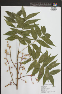 Pistacia chinensis image
