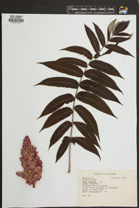 Rhus typhina image