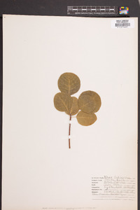 Cotinus obovatus image