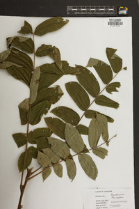 Rhus typhina image