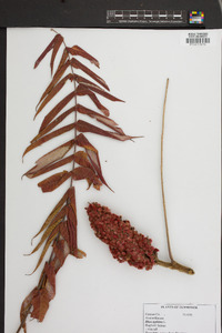 Rhus typhina image