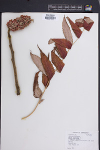 Rhus typhina image