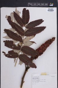 Rhus typhina image