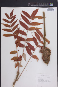 Rhus typhina image