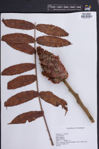 Rhus typhina image