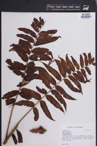 Rhus typhina image