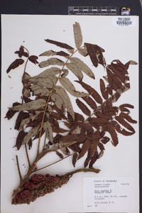 Rhus typhina image