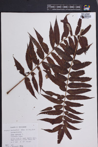 Rhus typhina image