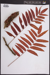 Rhus typhina image