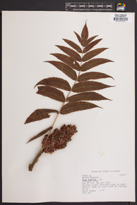 Rhus typhina image