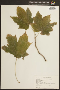 Acer nigrum image