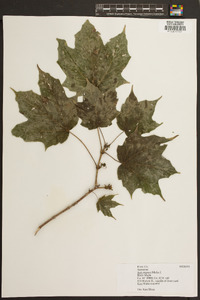 Acer nigrum image