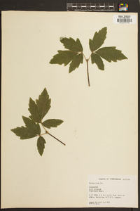 Acer griseum image