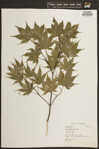 Acer palmatum image