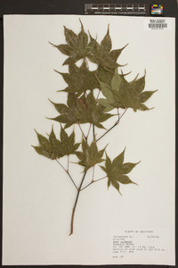 Acer palmatum image