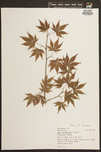 Acer palmatum image