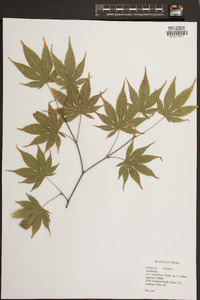 Acer palmatum image