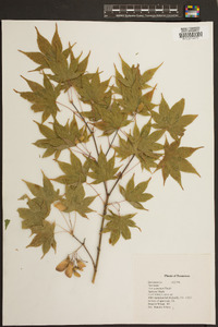 Acer palmatum image