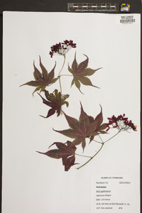 Acer palmatum image