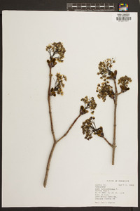 Acer platanoides image