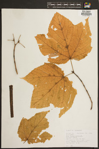 Acer pensylvanicum image