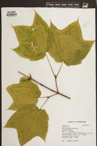 Acer pensylvanicum image