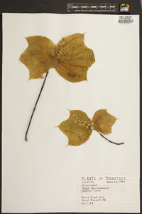 Acer pensylvanicum image