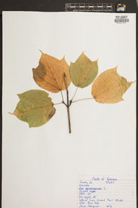 Acer pensylvanicum image