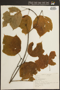 Acer pensylvanicum image