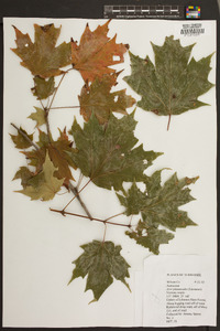 Acer platanoides image