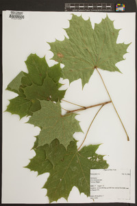 Acer platanoides image