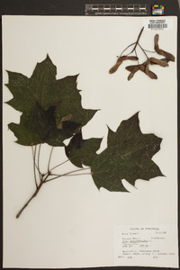 Acer platanoides image