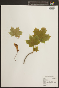 Acer platanoides image