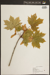 Acer platanoides image