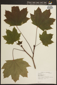 Acer platanoides image