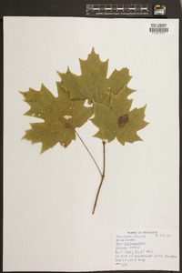 Acer platanoides image