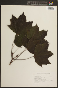 Acer platanoides image