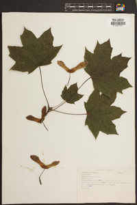 Acer platanoides image