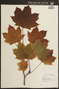 Acer platanoides image