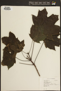 Acer platanoides image